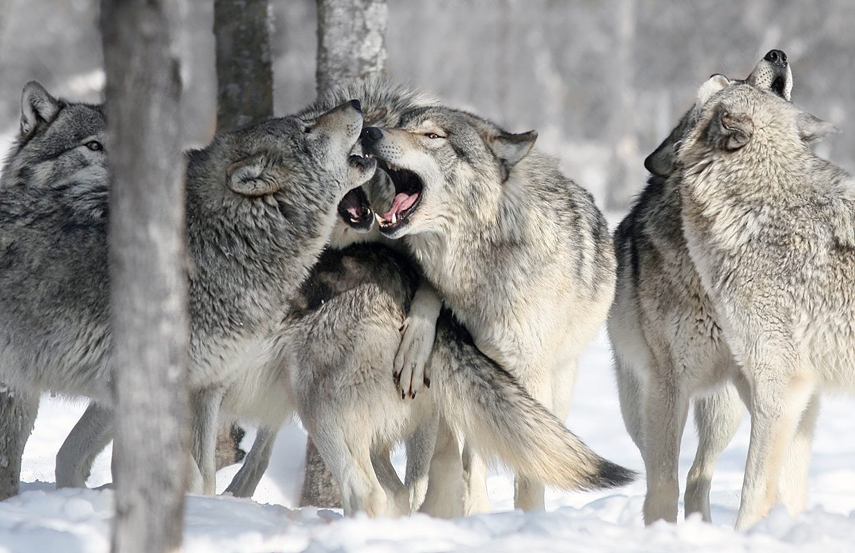google com mx imagenes de una manada de lobos